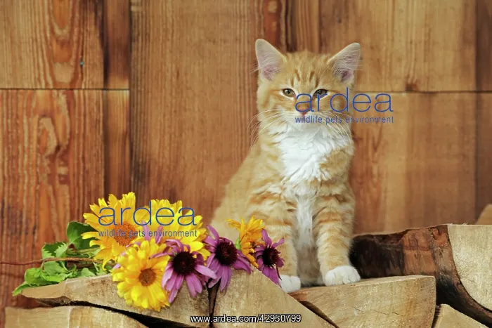  : Cat - Kitten ginger tabby sitting on logpile beside flowers