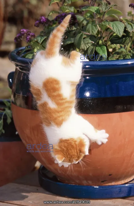 : CAT -Kitten, ginger and white, climbing down flower pot : CAT -Kitten, ginger and white, climbing down flower pot