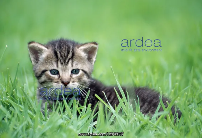  : CAT- kitten in grass