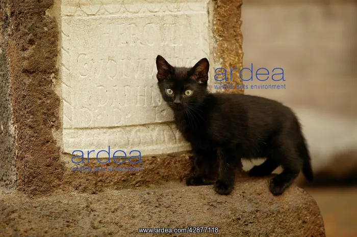 : Cat - Kitten by gravestone : Cat - Kitten by gravestone