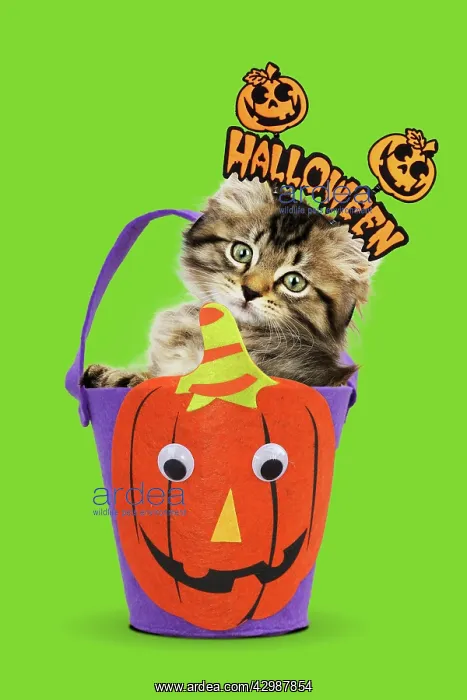 : Cat, kitten in halloween bucket : Cat, kitten in halloween bucket