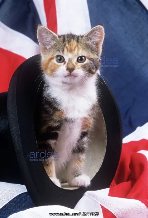 : CAT - Kitten in top hat with British Union Jack flag : CAT - Kitten in top hat with British Union Jack flag