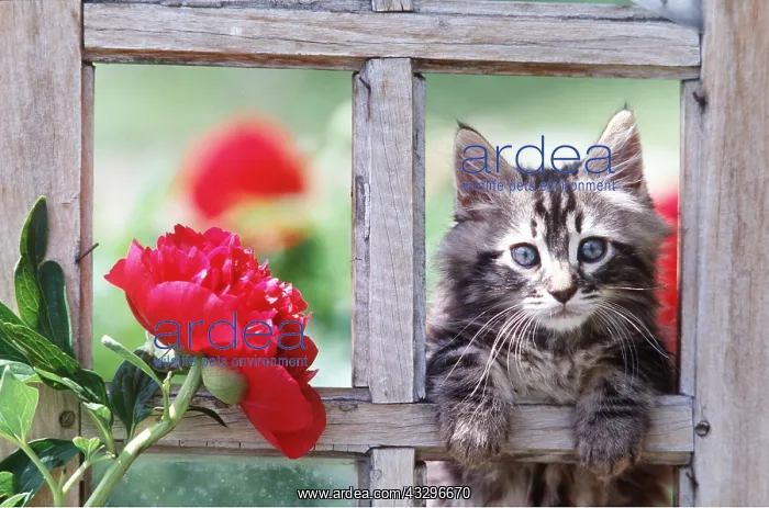 : CAT - Kitten head through wood frame with peony : CAT - Kitten head through wood frame with peony
