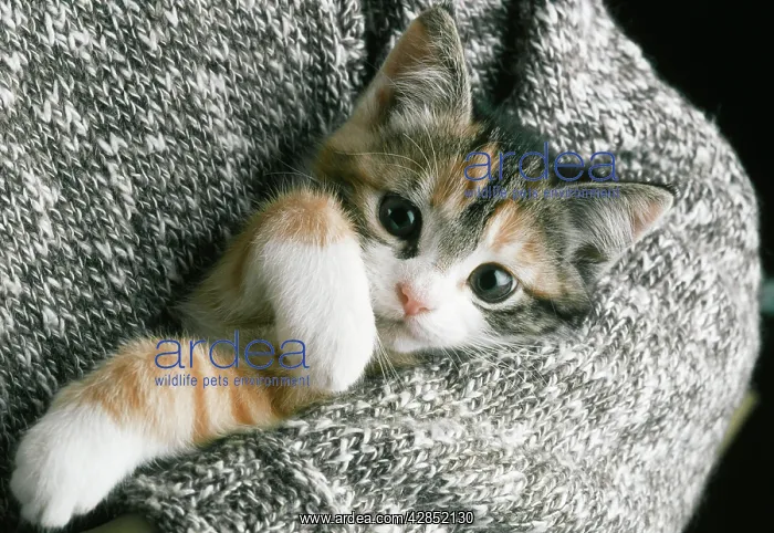 : CAT - kitten being held in personIs arms : CAT - kitten being held in personIs arms