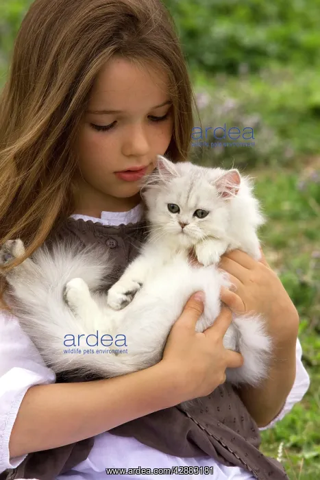  : Cat - kitten being held by young girl