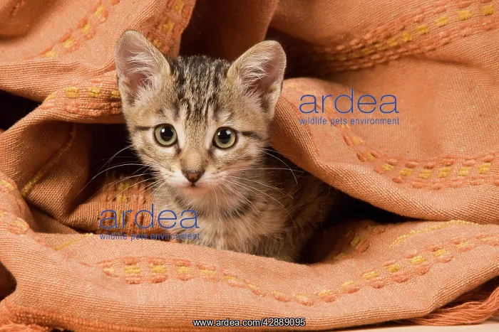 : Cat - kitten hiding in blanket