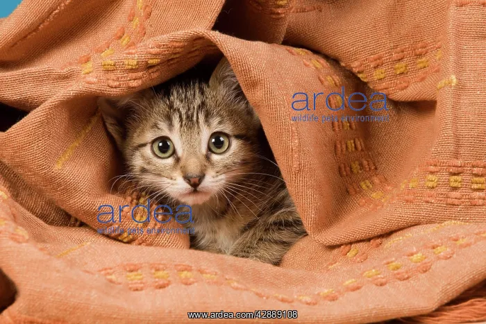  : Cat - kitten hiding in blanket