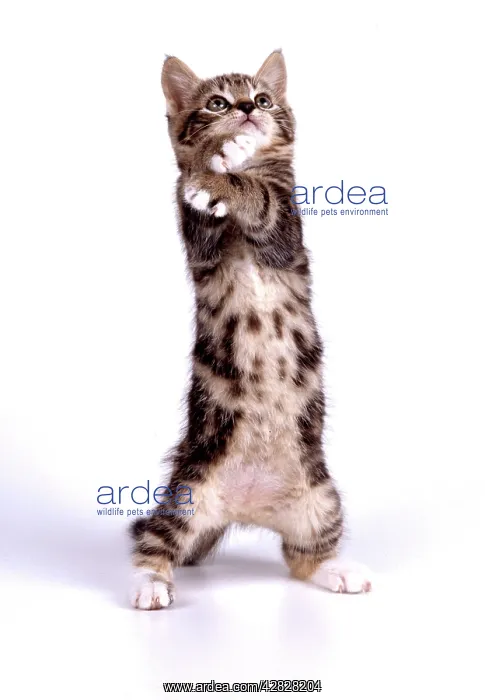  : CAT - Kitten - On hind legs, 55 days old
