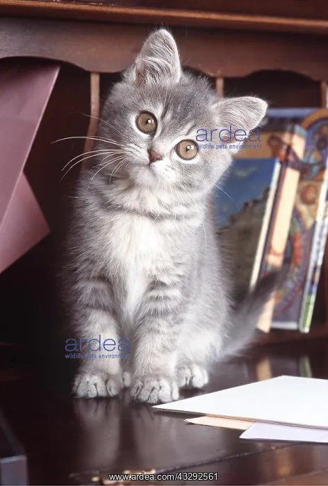 : CAT - KITTEN -IN BUREAU : CAT - KITTEN -IN BUREAU