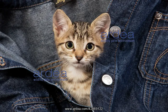  : Cat - kitten in jean jacket