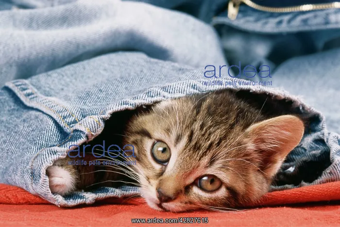 : CAT - Kitten in jeans : CAT - Kitten in jeans