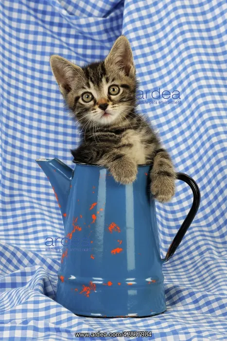 : Cat. Kitten in jug : Cat. Kitten in jug