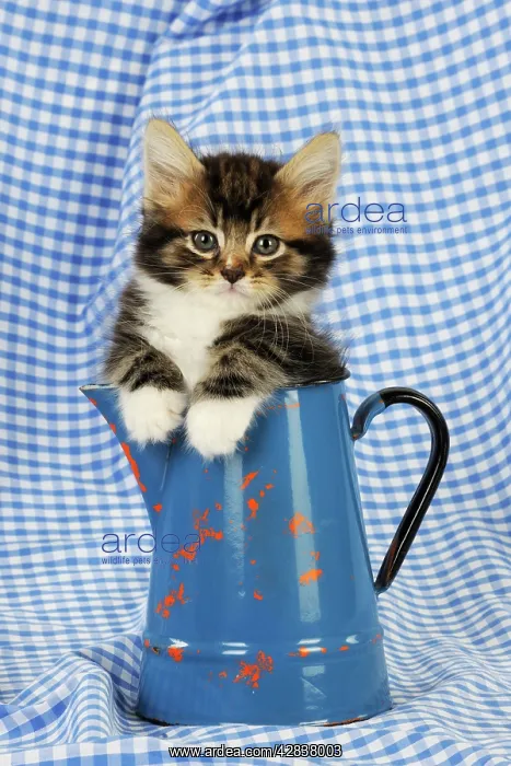 : Cat. Kitten in jug : Cat. Kitten in jug