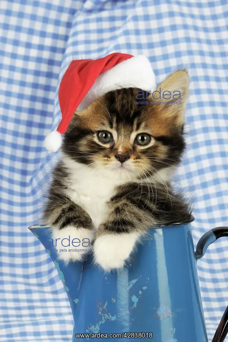 : Cat. Kitten in jug : Cat. Kitten in jug