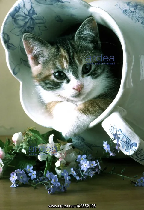 : CAT - KITTEN IN JUG : CAT - KITTEN IN JUG