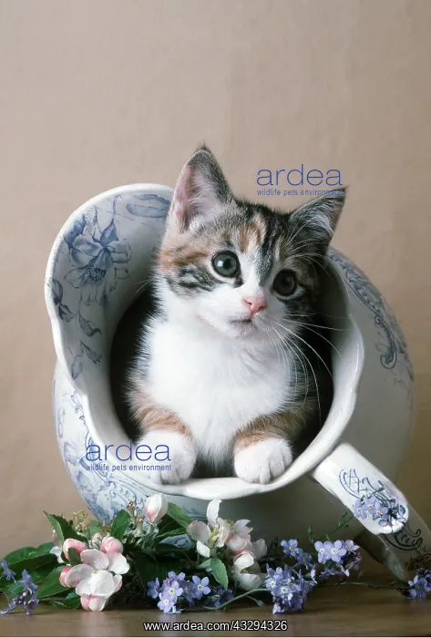  : CAT - kitten in jug