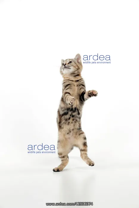  : CAT - Kitten jumping
