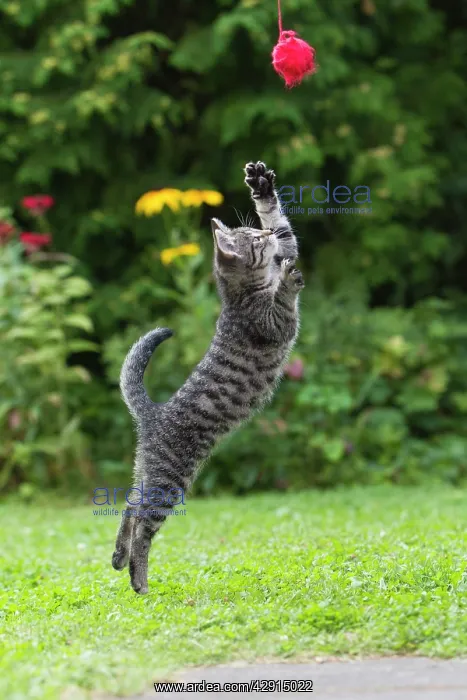 : Cat - kitten jumping after ball of wool in garden : Cat - kitten jumping after ball of wool in garden