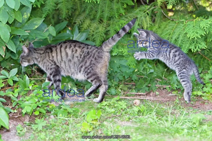 : Cat - kitten jumping after mother - in garden : Cat - kitten jumping after mother - in garden