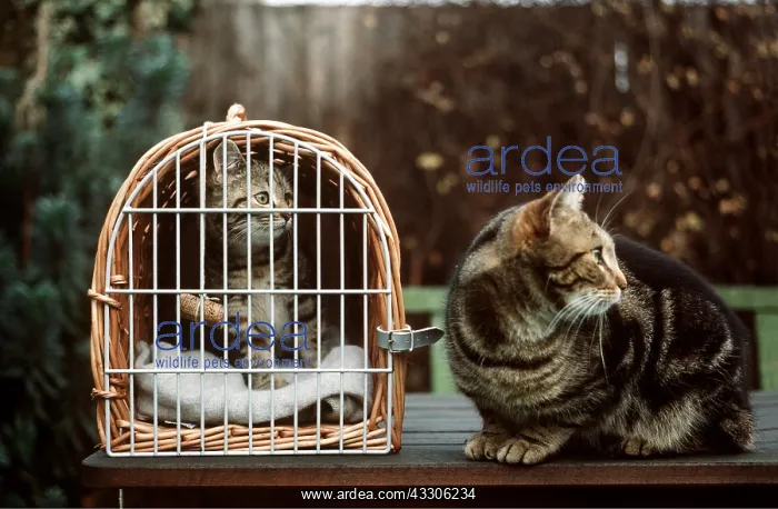 : Cat and kitten - Kitten in wicker pet carrier : Cat and kitten - Kitten in wicker pet carrier
