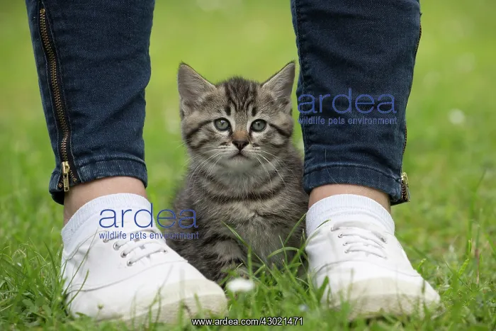  : Cat kitten between ladies feet