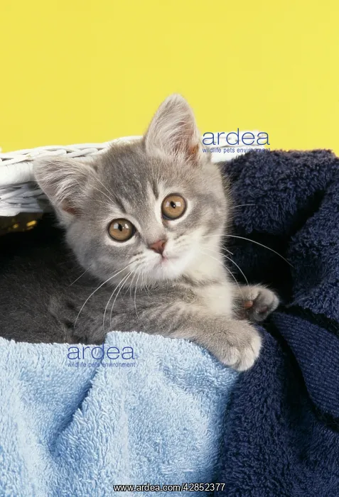 : Cat - Kitten in laundry basket : Cat - Kitten in laundry basket