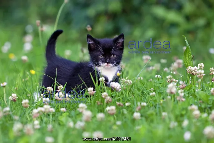 : Cat - kitten on lawn : Cat - kitten on lawn