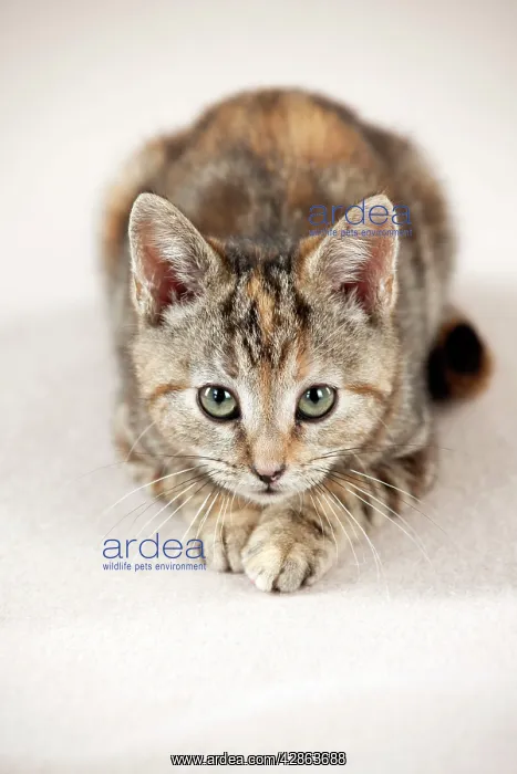 : CAT - Kitten laying down : CAT - Kitten laying down