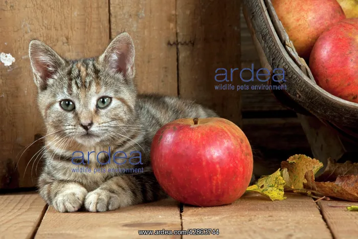 : CAT - Kitten laying next to an apple : CAT - Kitten laying next to an apple