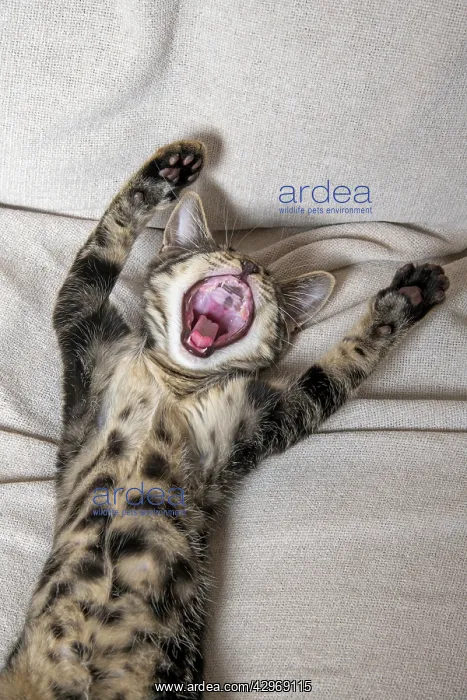 : CAT. kitten laying on its back with paws up, mouth open, lau : CAT. kitten laying on its back with paws up, mouth open, lau