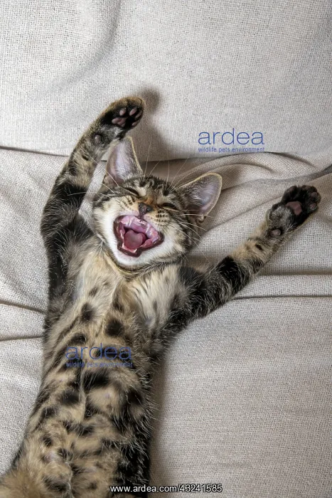 : CAT. kitten laying on its back with paws up, mouth open, lau : CAT. kitten laying on its back with paws up, mouth open, lau