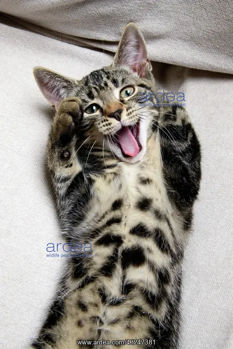 : CAT. kitten laying on its back with paws up, mouth open, lau : CAT. kitten laying on its back with paws up, mouth open, lau