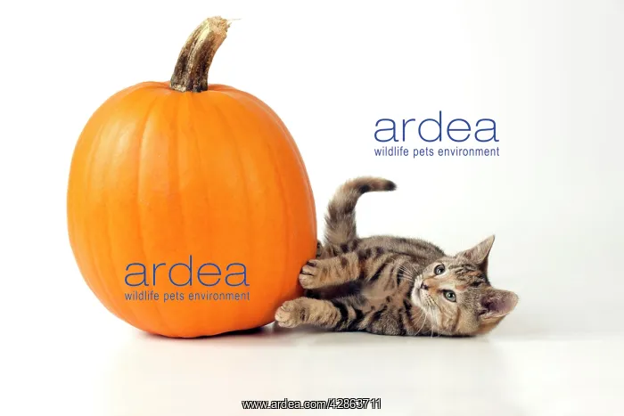 : CAT - Kitten laying next to a pumpkin : CAT - Kitten laying next to a pumpkin