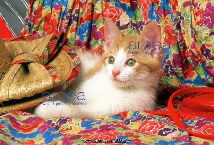 : Cat - kitten laying under straw hat : Cat - kitten laying under straw hat