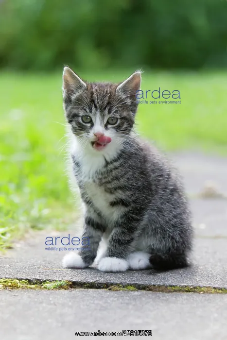: Cat - kitten licking its lips clean after drinking milk : Cat - kitten licking its lips clean after drinking milk