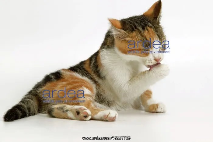  : Cat - Kitten licking paw