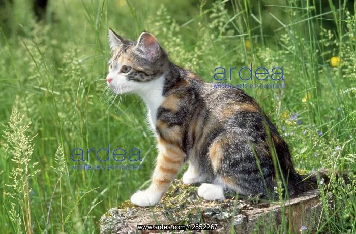 : Cat - kitten on log in garden : Cat - kitten on log in garden