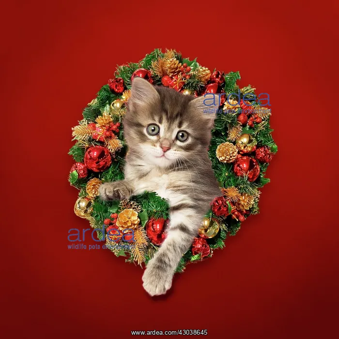 : Cat kitten looking through Christmas Wreath Digital Mani : Cat kitten looking through Christmas Wreath Digital Mani
