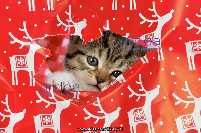 : CAT - Kitten looking through hole in Christmas : CAT - Kitten looking through hole in Christmas