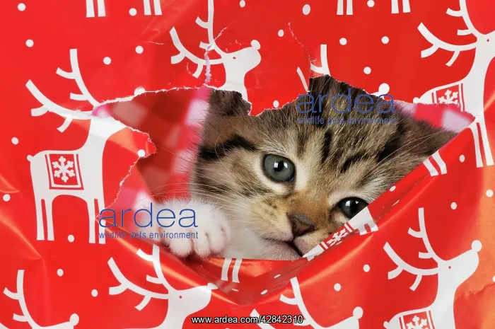 : CAT. Kitten looking through hole in christmas wrapping paper : CAT. Kitten looking through hole in christmas wrapping paper