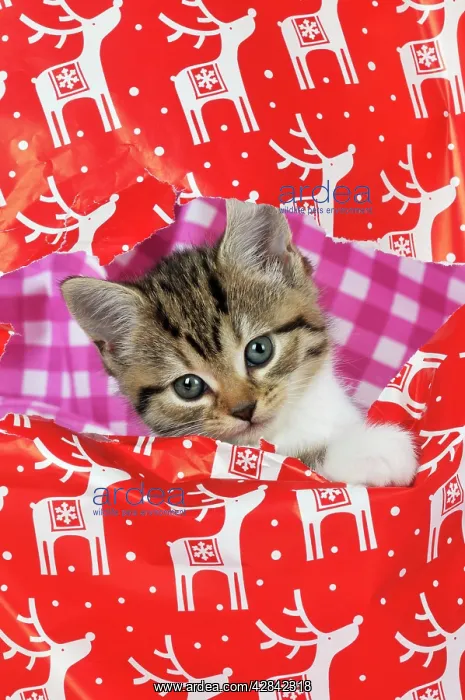 : CAT. Kitten looking through hole in christmas wrapping paper : CAT. Kitten looking through hole in christmas wrapping paper