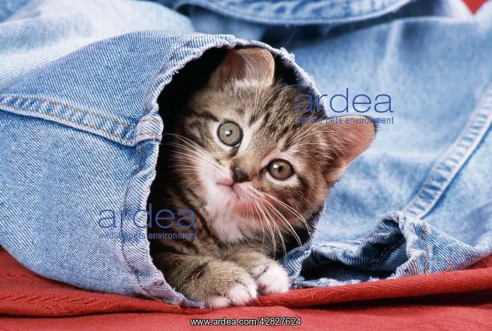 : CAT - Kitten looking out from jeans : CAT - Kitten looking out from jeans