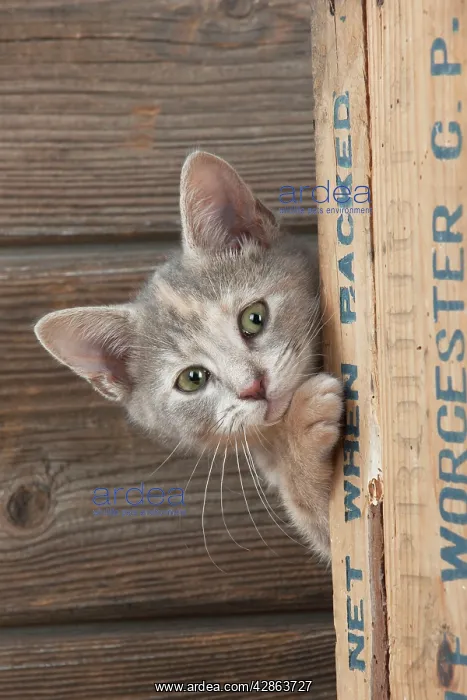 : CAT - Kitten looking around the side of a wooden box : CAT - Kitten looking around the side of a wooden box