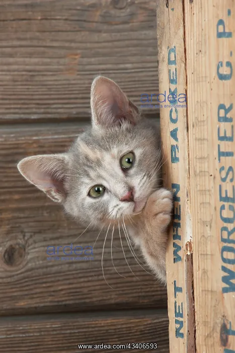 : CAT - Kitten looking around the side of a wooden box : CAT - Kitten looking around the side of a wooden box