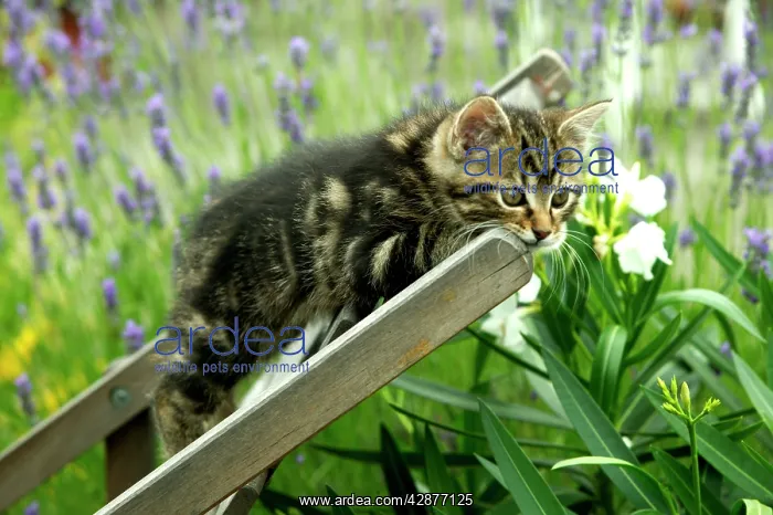  : Cat - Kitten lying on chair in garden