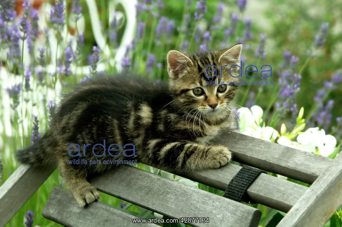  : Cat - Kitten lying on chair in garden