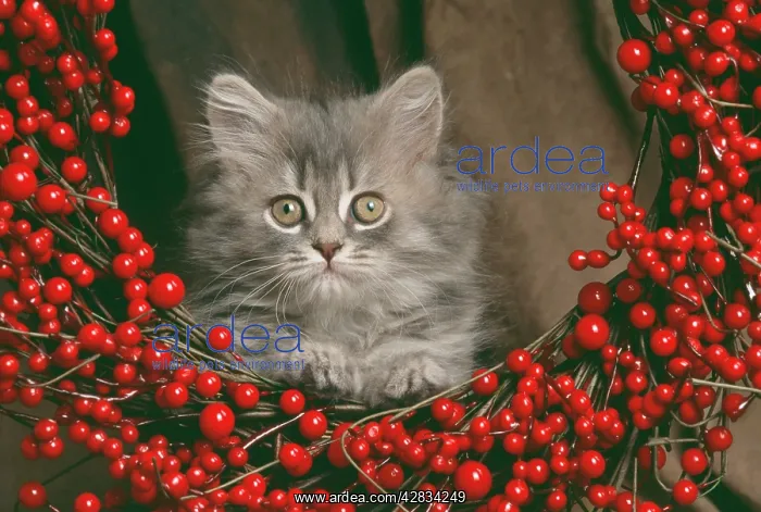 : CAT - kitten lying-down, looking though a wreath of berries : CAT - kitten lying-down, looking though a wreath of berries