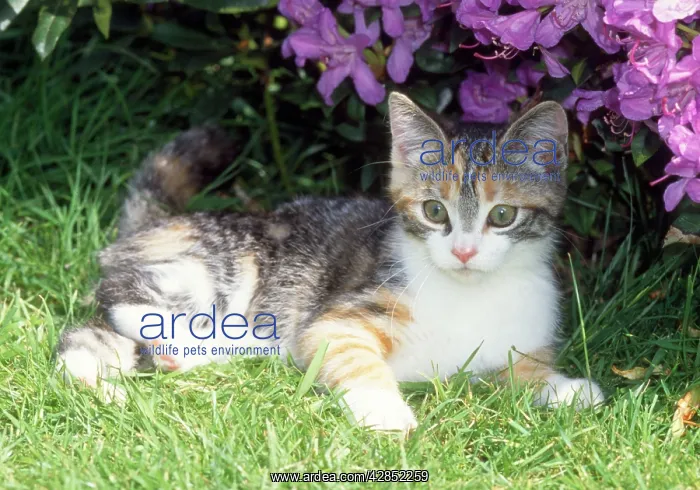 : Cat - kitten lying by flowers : Cat - kitten lying by flowers
