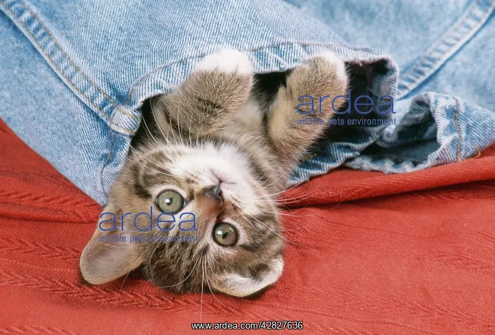 : CAT - kitten lying on back in jeans : CAT - kitten lying on back in jeans