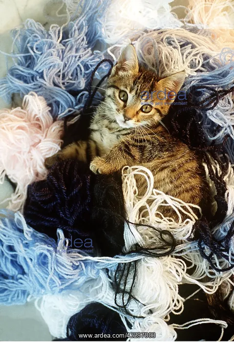 : CAT - Kitten lying in tangled wool : CAT - Kitten lying in tangled wool